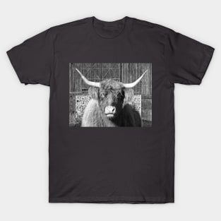 Oxbow Highland Cow B T-Shirt
